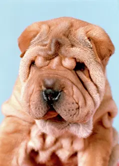 Basal: Shar-Pei Puppy Dog