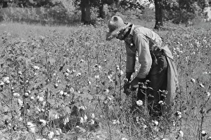 Sharecropper: Sharecropper - Man - Farmer - Occupations
