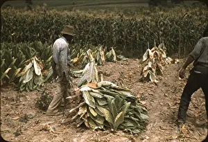 Wilt: Sharecroppers cutting Burley tobacco and ?