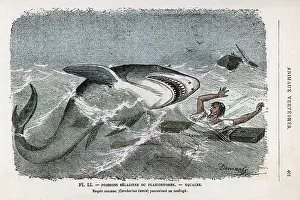 Pursuing: Shark pursuing a shipwrecked sailor