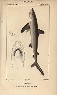 Jussieus: Shark, Selachimorpha