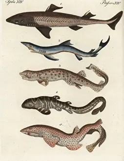 Glauca: Shark species
