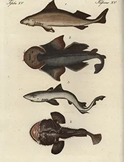 Angular: Shark species and angler fish