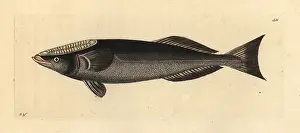 Sucker: Shark sucker fish, Remora remora