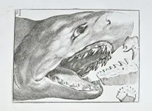 Santi: Shark's head and teeth