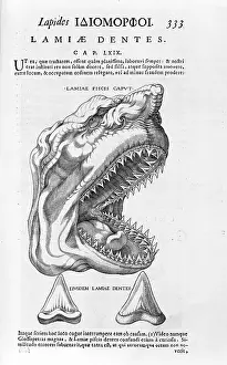 Elasmobranchii: Shark's head and teeth