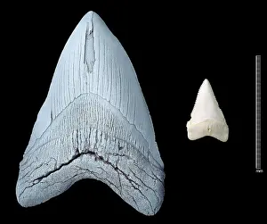 Elasmobranchii: Shark's teeth