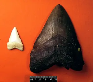 Elasmobranchii: Shark's teeth