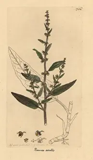 Acutus: Sharp dock, Rumex conglomeratus