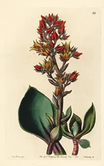 Echeveria: Sharp-leaved echeveria, Echeveria acutifolia