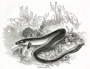 Nosed: Sharp-nosed eel, Anguilla anguilla