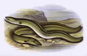 Nosed: Sharp-Nosed Eel and Broad-Nosed Eel