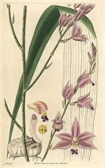 Bletia: Sharp-petaled bletia or pine pink orchid, Bletia