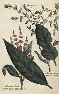 Principally: Sharp pointed dock, Rumex acutus, and fiddle