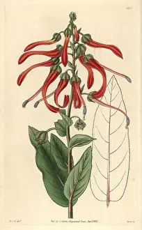 Cardinalis: Sharp-pointed lobelia, Lobelia mucronata or