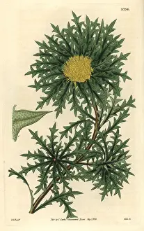 Prickly: Sharp-pointed or prickly dryandra, Banksia armata