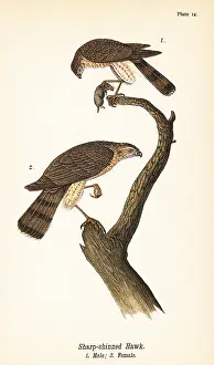 Podiceps: Sharp-shinned hawk, Accipiter striatus