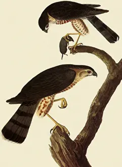 Striatus: Sharp-shinned Hawk, Accipiter striatus