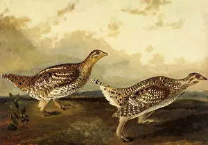 Grouse: Sharp-Tailed Grouse, Pediocetes phasianellus