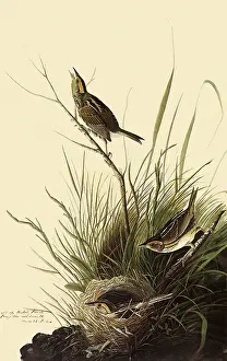 Sparrow: Sharp-tailed Sparrows