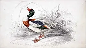 Tadorna: SHARPE/DUCK/SHELDRAKE