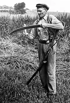 Scything: Sharpening his scythe, early 1900s