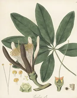 Nurseryman: Shaving brush tree, Pseudobombax grandiflorum