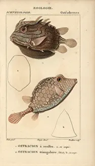 Aurita: Shaw's cowfish, Arcana aurita, and triangular