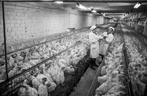 Automated: Shchyolkovo poultry farm
