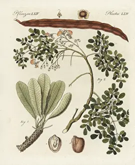 Bertuchs: Shea butter tree, Vitellaria paradoxa, and