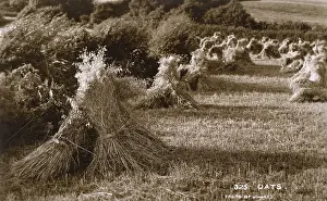 Stouks: Sheafs of oats after harvest