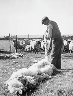 Northants: SHEARING, NORTHANTS