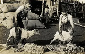 Shearing: Shearing sheep