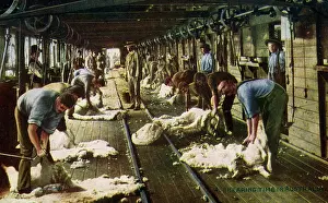 Shear: Shearing Sheep in Australia