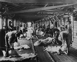 Shearing: Shearing sheep, Burrawang, Australia