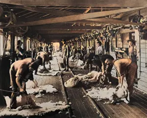 Shearing: Shearing sheep, Burrawang, Australia