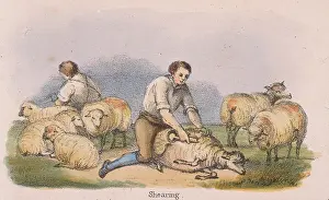 Fleece: Shearing sheep. From Graphic Illustrations of