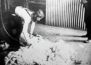 Shearing: Shearing a sheep, Sheep Station, Australia, Victorian period