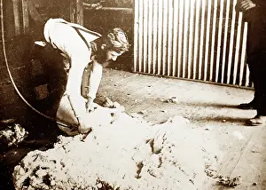Shearing: Shearing a sheep, Sheep Station, Australia, Victorian period