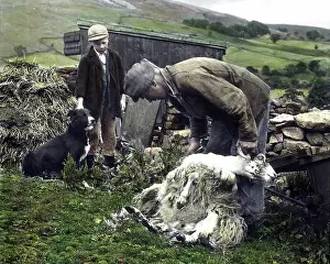 Shearing: Shearing sheep in Swaledale in the 1940s