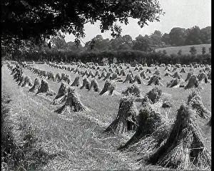 Sheaves: Sheaves of Corn Lining a Field in the British