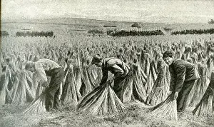 Sheaf: Sheaves of flax drying in a field, Belgium