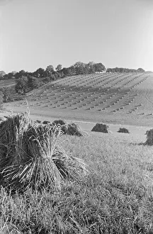 Snaking: Sheaves of wheat