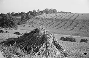 Sheaf: Sheaves of wheat