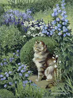 Sheba: Sheba ' tabby cat with delphiniums
