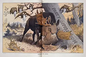 Rubbing: Shedding his horns