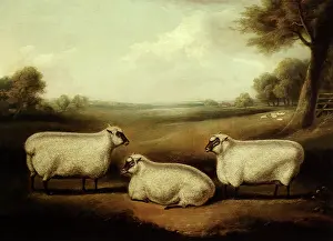Confronting: Three Sheep