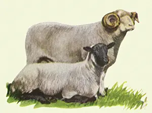 Characterized: Two Sheep
