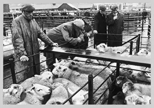 Auctions: SHEEP AT AN AUCTION