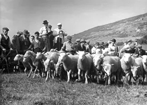 Auctioning: SHEEP AUCTION, LAKES 2